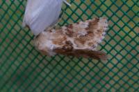 Eremobia ochroleuca