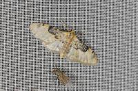 Idaea filicata