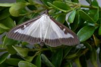 Cydalima perspectalis