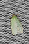 Earias clorana