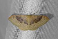 Idaea degeneraria