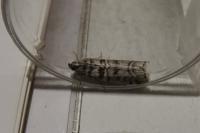 Dioryctria mendacella