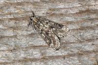 Parapoynx stratiotata