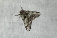 Biston strataria