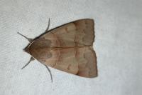 Minucia lunaris