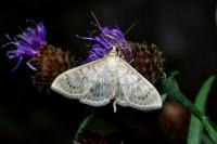 Patania ruralis