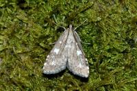 Udea olivalis