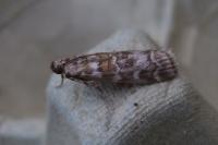 Dioryctria sylvestrella