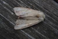 Apamea lithoxylaea