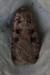 Xestia triangulum