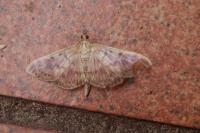 Patania ruralis