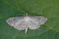 Patania ruralis