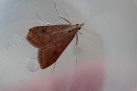 Udea ferrugalis
