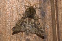 Apocheima hispidaria