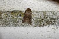 Orthosia incerta