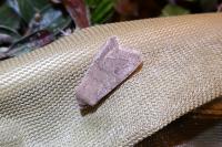 Orthosia cerasi