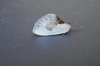 Cilix glaucata