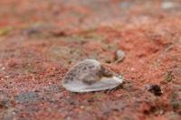 Cilix glaucata