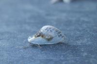 Cilix glaucata