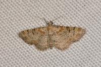 Gymnoscelis rufifasciata