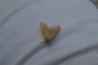 Dysauxes famula