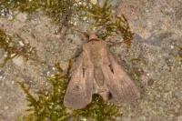 Agrotis exclamationis exclamationis