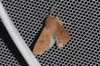Orthosia miniosa