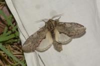 Peridea anceps
