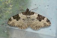 Xanthorhoe fluctuata