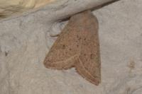 Orthosia gracilis