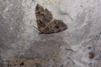 Triphosa dubitata
