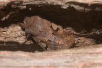 Orthosia gothica