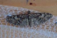 Eupithecia abbreviata