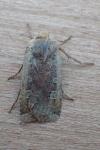 Conistra erythrocephala