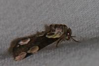 Thyatira batis