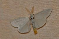 Sphrageidus similis