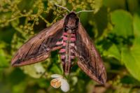 Sphinx ligustri