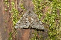 Lycia hirtaria