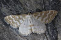 Idaea sericeata