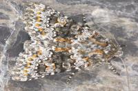 Hecatera dysodea