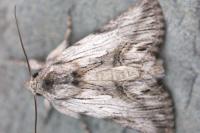 Calophasia platyptera