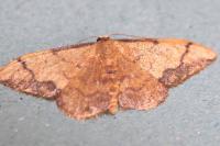 Idaea ostrinaria