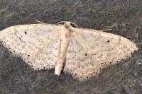 Idaea elongaria