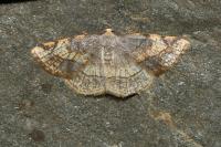 Stegania trimaculata