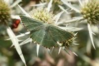 Thalera fimbrialis