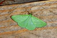 Thetidia smaragdaria