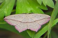 Timandra comae