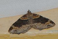 Xanthorhoe ferrugata