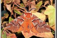 Endromis versicolora