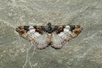 Catarhoe cuculata